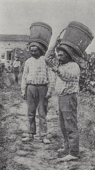 Sběrači hroznů v práci (černobílá fotografie) od French Photographer