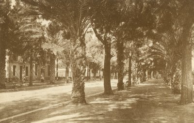 Hyeres, Avenue de la Gare, Allee de Palmiers (čb fotografie) od French Photographer
