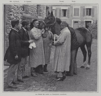 Odebírání vzorku krve z koně v Institut Pasteur v Paříži (č/b foto) od French Photographer