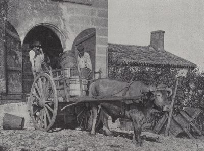 Převoz sklizených hroznů volským povozem (č/b foto) od French Photographer