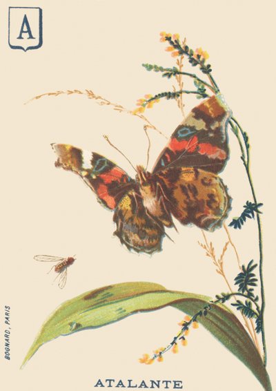 A: Atalante (Vanessa atalanta nebo Vulcan) od French School