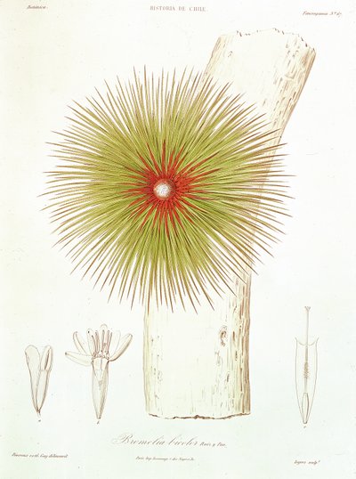 Bromélie nalezená v Andách, z „Historia de Chile“ od Claudia Gaye, 1854 od French School