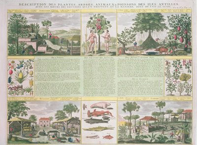 Popis rostlin, stromů, živočichů a ryb na Antilách, ilustrace z knihy Histoire Generale des Antilles Habitees par les Francois, 2. díl, autor Jean Baptiste Du Tertre (1610-1687), vyd. od French School