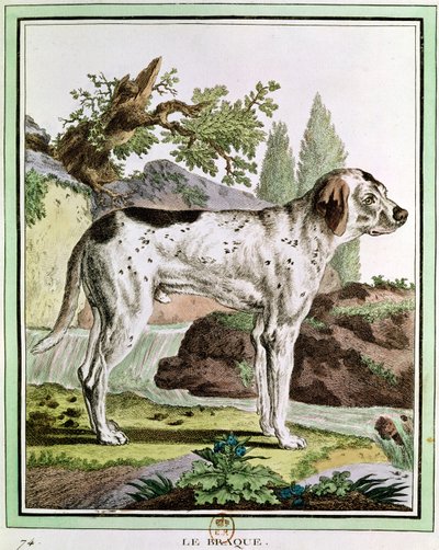 Ukazatel, ilustrace z Histoire Naturelle od Georgese Louise Leclerca (1707-88), hrabě z Buffonu, 1749-1804 od French School