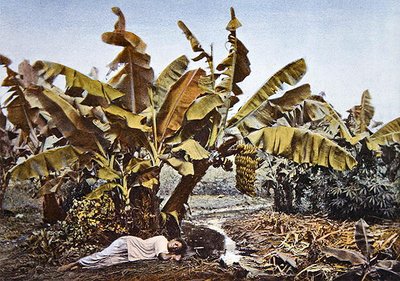 Banánová a manioková plantáž v Nové Kaledonii, konec 19. století (barva litho) od French School
