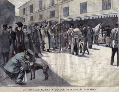 Velbloud se léčí ve veterinární škole Maison Alfort (Maison-Alfort). Ilustrace z roku 1899 v „La petite Gironde““. od French School