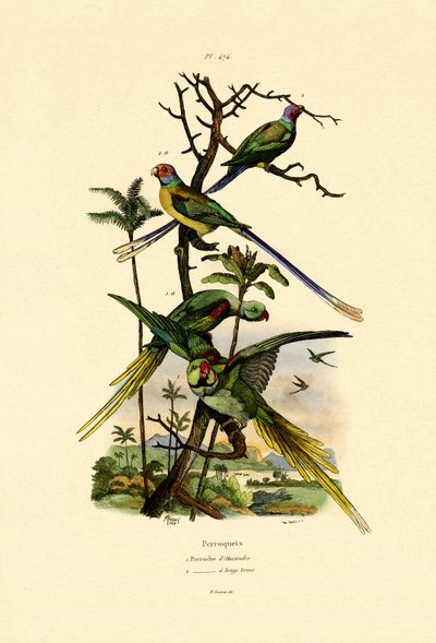 Alexandrine Parakeet, 1833-39 od French School