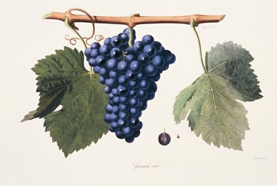 Ampelografie, Hrozny Grenache Cotes du Rhone od French School