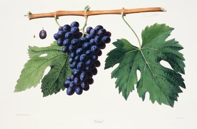 Ampelografie, Hrozny Poulsard Jura od French School