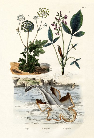 Angelshark, 1833-39 od French School