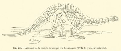 Zvířata jurského období, Brontosaurus (rytina) od French School