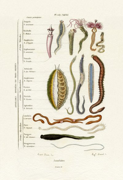 Annelids, 1833-39 od French School