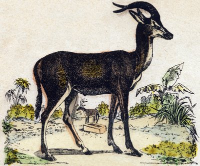 Antilopa. Gravírování v „“Abeceda zvířat sauvages““. 9. série. Obrázky Epinal, Pellerin, tiskárna-nakladatel, kolem roku 1870. Rytiny na dřevě, šablona. 16 stran. Rozměr: 20 x 15 cm. Soukromá sbírka od French School