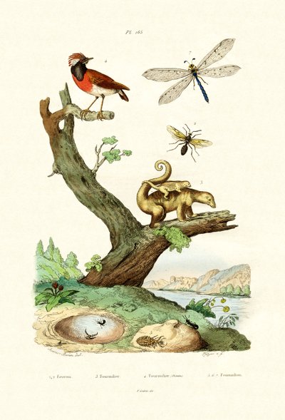 Mravenci, 1833-39 od French School