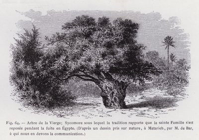 Strom Panny; Sycamore, podle kterého tradice uvádí, že Svatá rodina odpočívala během letu do Egypta, Z kresby převzaté z přírody v Matarieh od pana de Bara, kterému vděčíme za sdělení (rytina) od French School