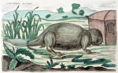 Bobr. Ilustrace M. Toussaint (1756) v „Periodická pozorování fyziky, přírodní historie a umění“. od French School