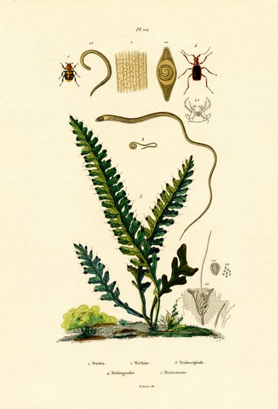 Bee Beetle od French School