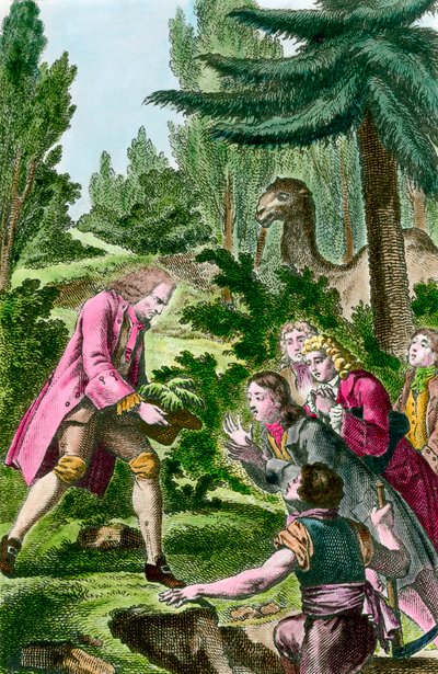 Bernard de Jussieu (1699-1777) sázející cedr z Libanonu v zahradě rostlin v Paříži v roce 1734. Rytina z 18. století. od French School