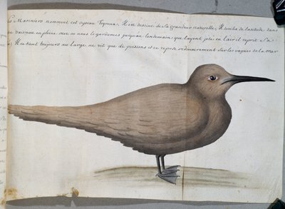 Pták Foyroux (rybák), mys Frio, Brazílie, akvarel z lodního deníku Jacquese Gouina de Beauchesne (1652-1730), kapitána Compagnie royale de la Mer du Sud, 1698-1701, Francie. od French School