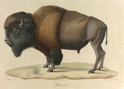 Bison, z „Přírodní historie savců“ (barevné lito) od French School