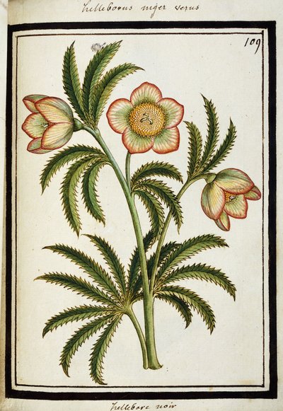 Čemeřice černá, kolem roku 1700 od French School