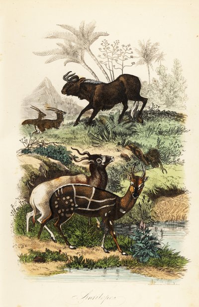Pakoň černý, Connochaetes gnou, kriticky ohrožená antilopa Addax nebo šrouborožec, Addax nasomaculatus a křovinořez nebo kewel, Tragelaphus scriptus od French School