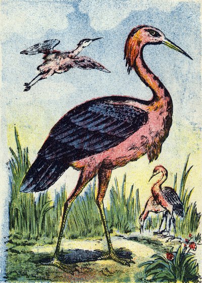 Volavka modrá: pták orel živící se červy a plazy. Žije ve Spojených státech a v Karibiku. Rytina v "Alphabet des oiseaux". Vyobrazení Pont-a-Mousson, Marcel a/nebo Louis Vagne, tiskař a vydavatel, konec 19. století. 16 stran. Rozměr: 20,5 x 14 c od French School