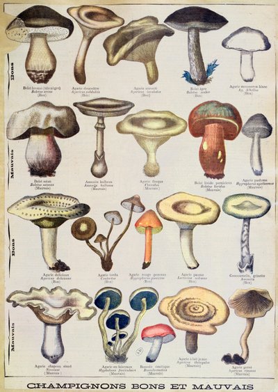 Botanická deska zobrazující „Dobré a špatné houby“, kolem roku 1900 (barevné lito) od French School