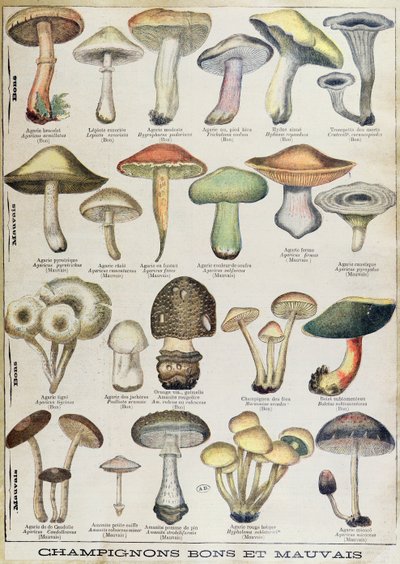 Botanická deska zobrazující „Dobré a špatné houby“, kolem roku 1900 (barevné lito) od French School