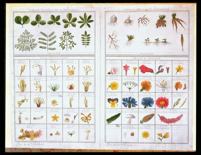 Botanický stůl podle Carla von Linna (1707-78) a podle Josepha Pittona de Tournefort (1656-1708), konec 18. století (barevná rytina) od French School