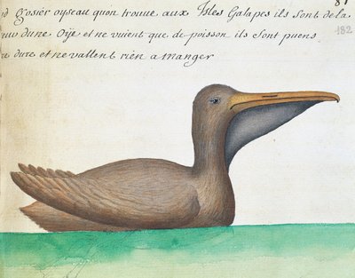 Pelikán hnědý (Pelecanus occidentalis), Galapágy, akvarel z lodního deníku Jacques Gouin de Beauchesne (1652-1730), kapitán Compagnie royale de la Mer du Sud, od 1698 do 1701, Francie od French School