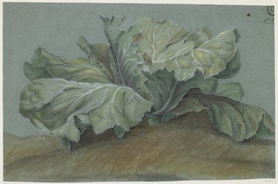 Kapusta (křída na papíře) od French School
