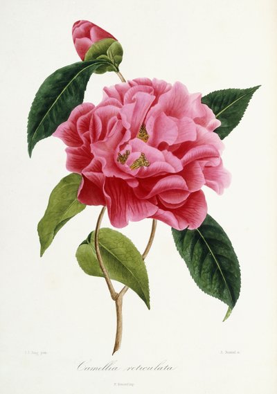 Camellia reticulata, 1839-1943 od French School