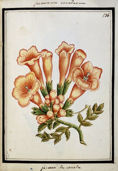 Kanadský jasmín, kolem roku 1700 od French School