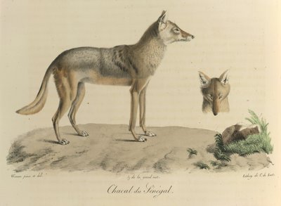 Šakal ze Senegalu. Šakal ze Senegalu, z Přírodní historie savců (barva litho) od French School