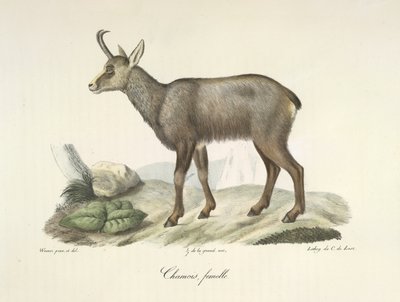 Kamzík, samice, z Přírodní historie savců (barva lito) od French School