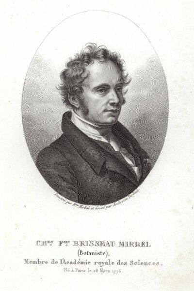 Charles-Francois Brisseau de Mirbel od French School