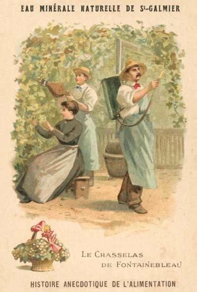 Chasselas de Fontainebleau grapes (chromolitho) od French School
