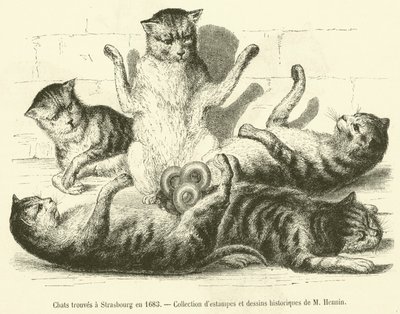 Kočky nalezené ve Štrasburku v roce 1683 (rytina) od French School