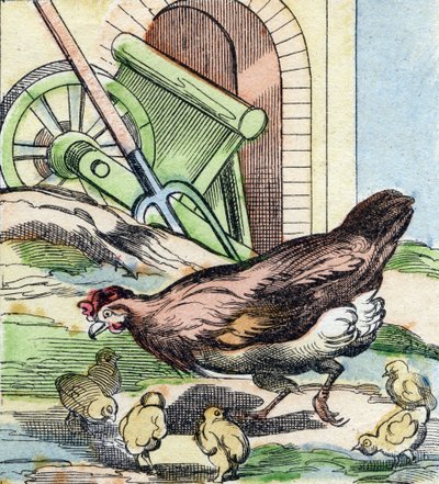 Kuře a kuřátka. Rytina "Buffon Alphabet des Oiseaux n 2". 3. série N 2. Zobrazování Epinalu, Epinal, konec 19. století. 16 stran. Rozměr: 28 x 21 cm od French School