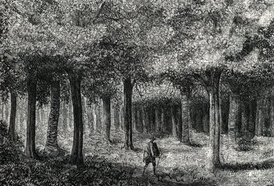 Les cinchona produkující kůru mochyně pro léčbu malárie, Peru (rytina) 1888 od French School