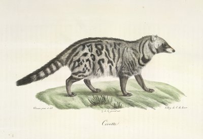 Cibetka, z přírodní historie savců (barva lito) od French School