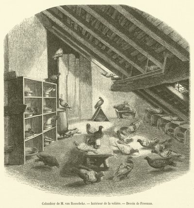 Colombier de M van Roosebeke, Interieur de la voliéra (rytina) od French School