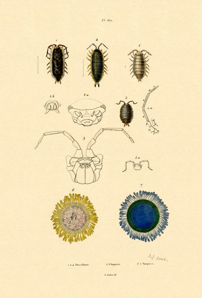 Common Pill Woodlouse, 1833-39 od French School