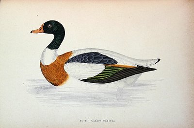 Shelduck obecný (barevné rytí) od French School