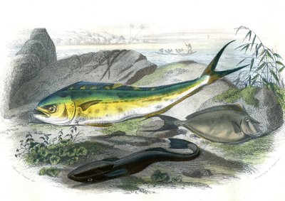 Coryphene Hippurus (pražma koryfénová, ryby velbloudovité) - En bas: echeneis remora et le nason licornet - Talíř extrahovaný z přírodní historie Bernardem Germainem de Lacepede (1856-1925), vydání P.Furme, Paříž od French School