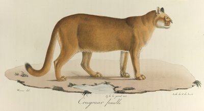 Cougar, puma samice, z 