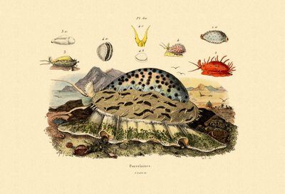 Cowrie Shells, 1833-39 od French School