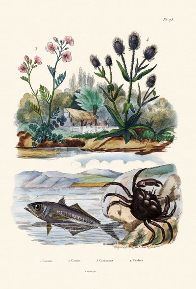 Krab, 1833-39 od French School