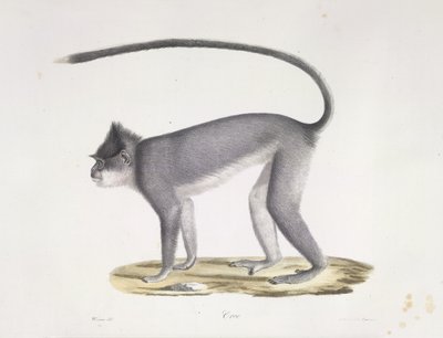 Croo. Opice, z přírodní historie savců (barva litho) od French School